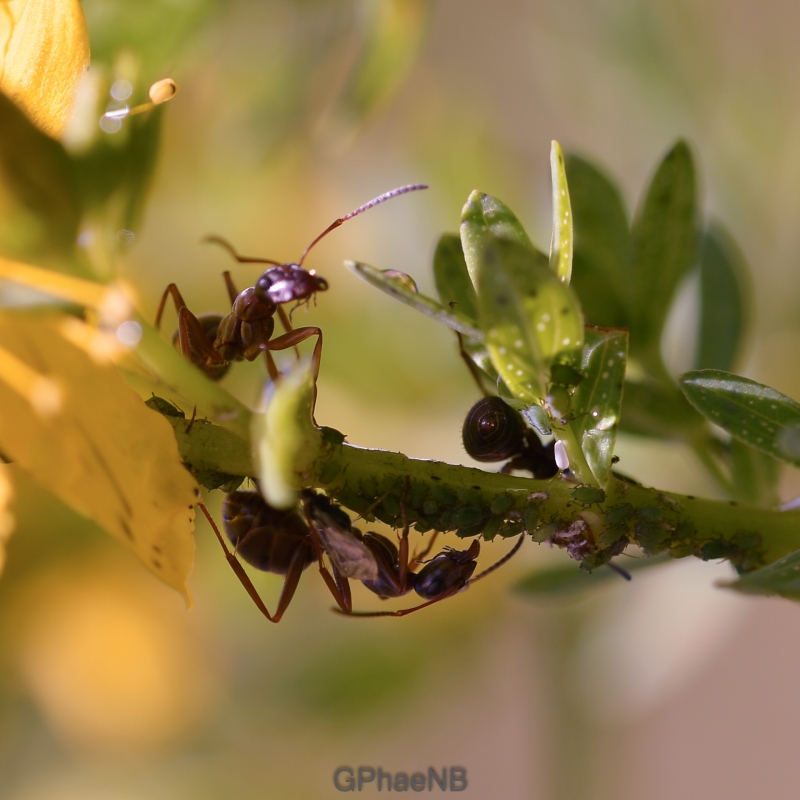 Photo Insectes