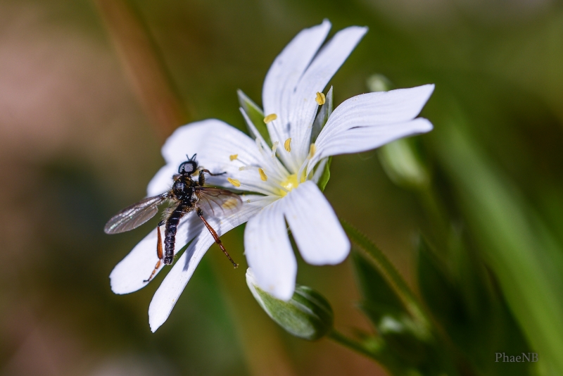 Photo Insectes