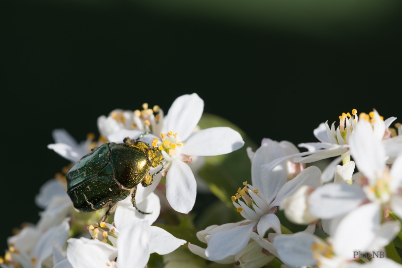 Photo Insectes