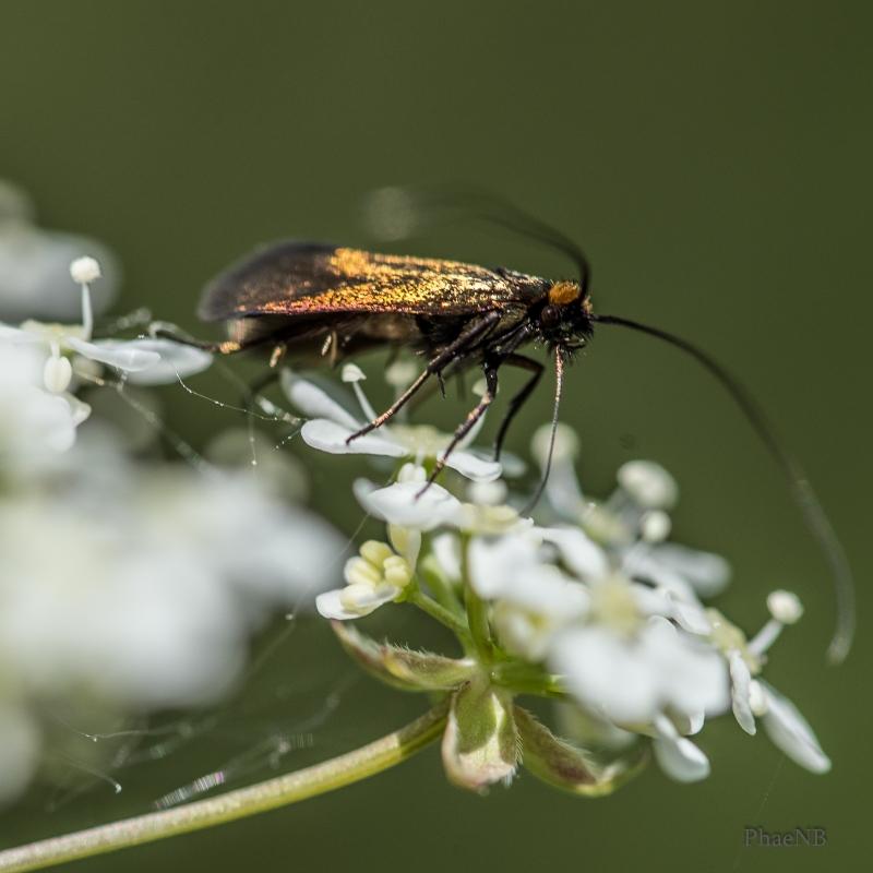 Photo Insectes