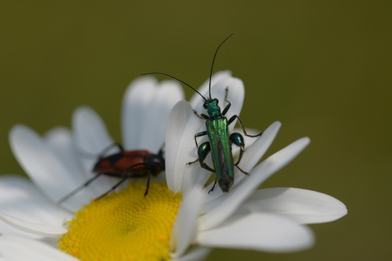 Photo Insectes