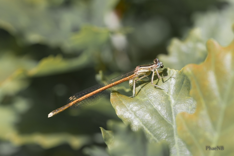 Photo Insectes