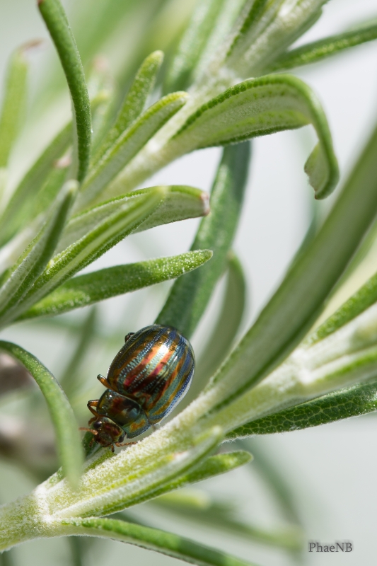 Photo Insectes