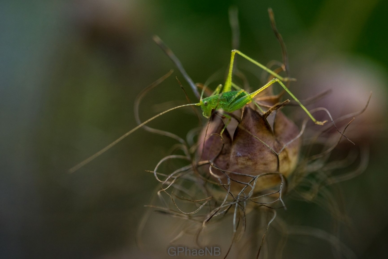 Photo Insectes