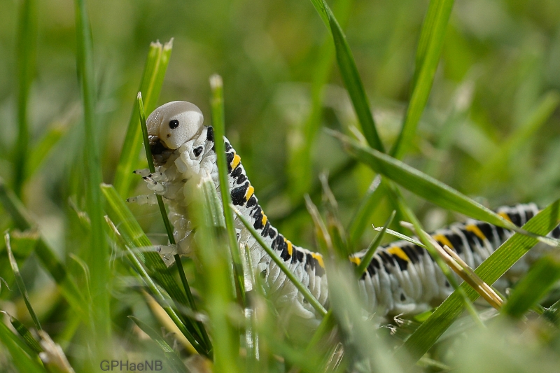 Photo Insectes