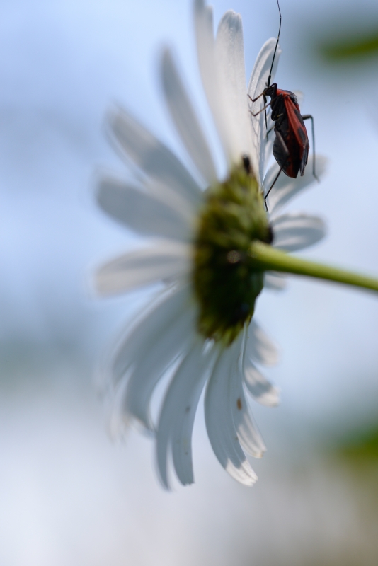 Photo Insectes