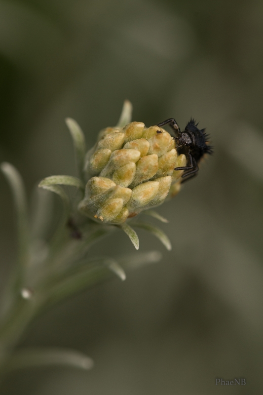 Photo Insectes