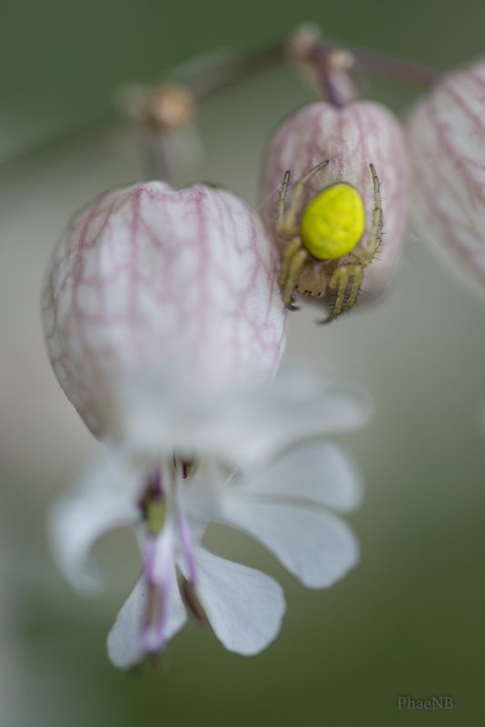 Photo Araignées