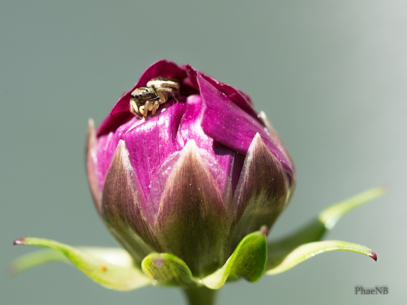 Photo Araignées