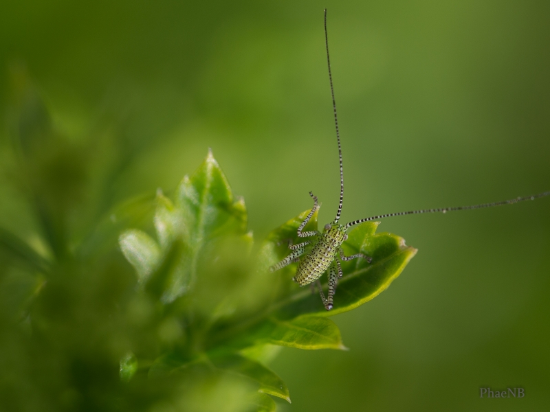 Photo Insectes