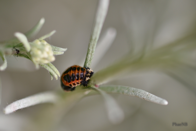 Photo Insectes