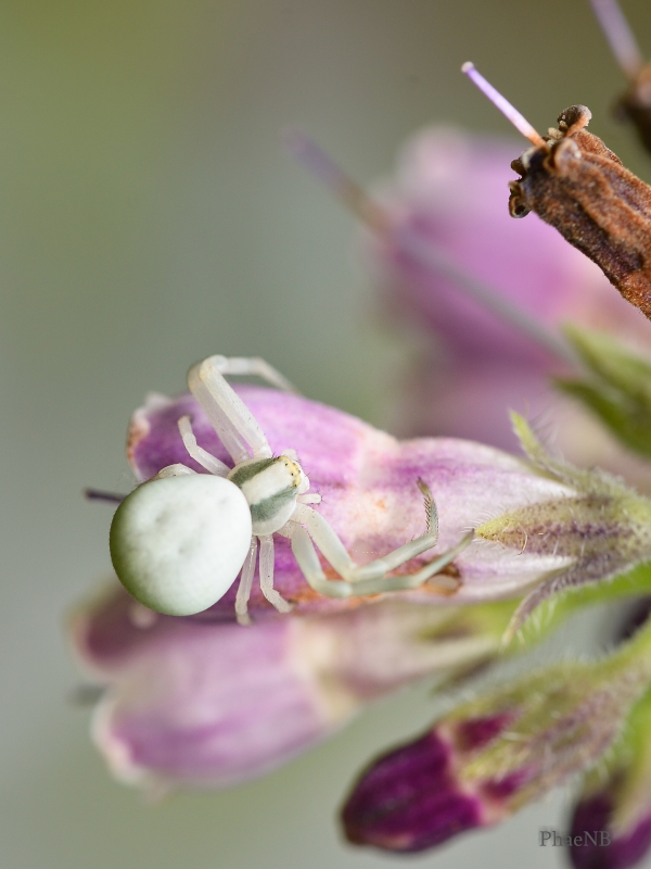 Photo Araignées