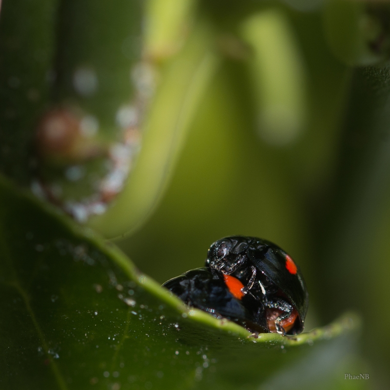 Photo Insectes