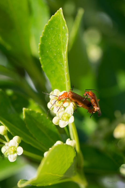 Photo Insectes