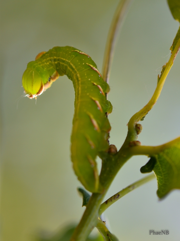 Photo Insectes