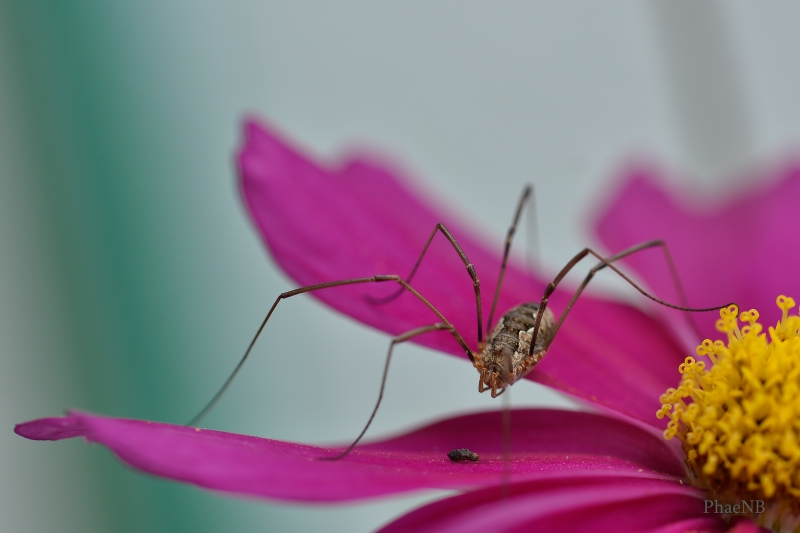 Photo Araignées