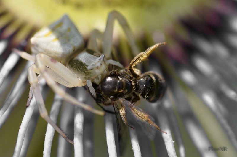 Photo Araignées