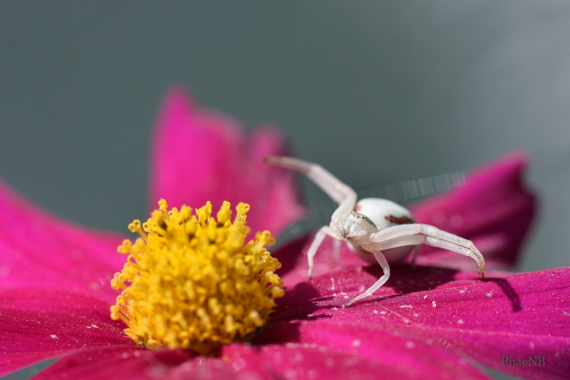 Photo Araignées