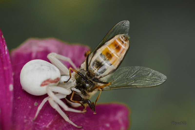 Photo Araignées