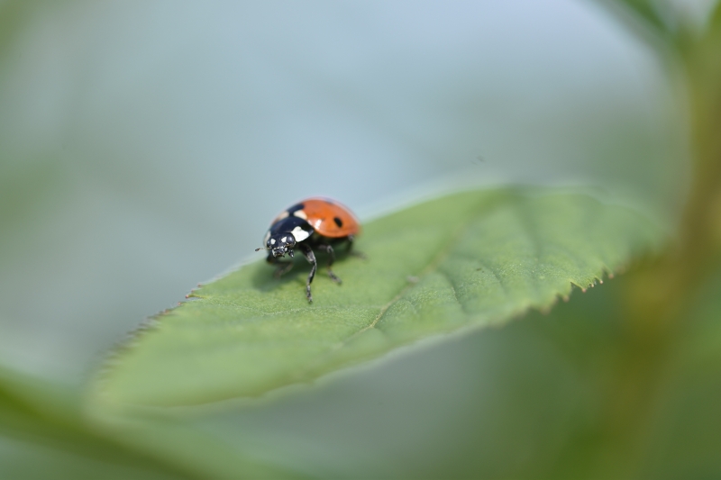 Photo Insectes