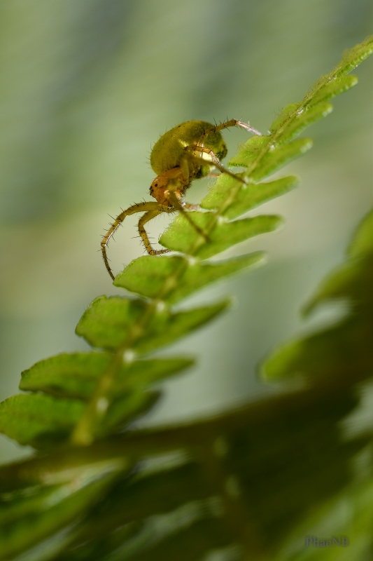 Photo Araignées