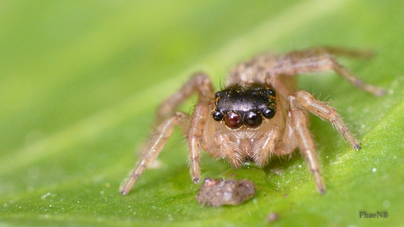 Photo Araignées