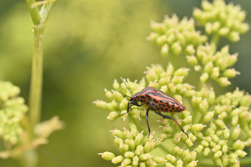 Photo Insectes