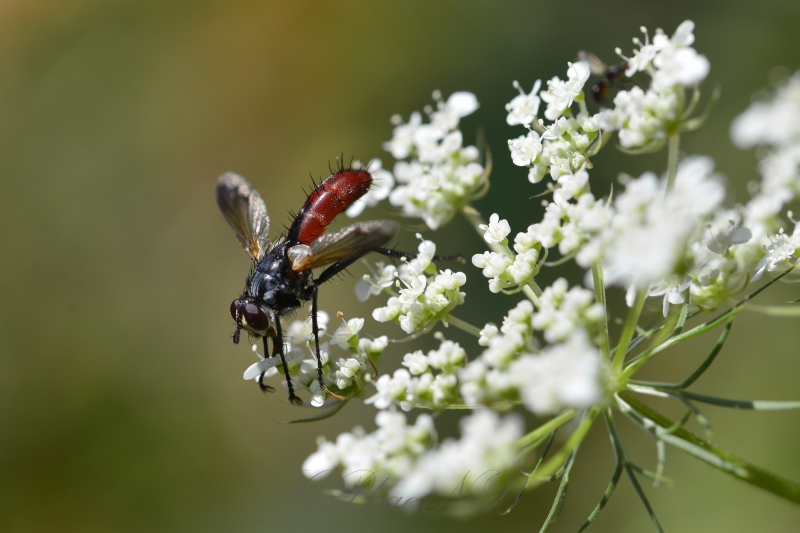 Photo Insectes