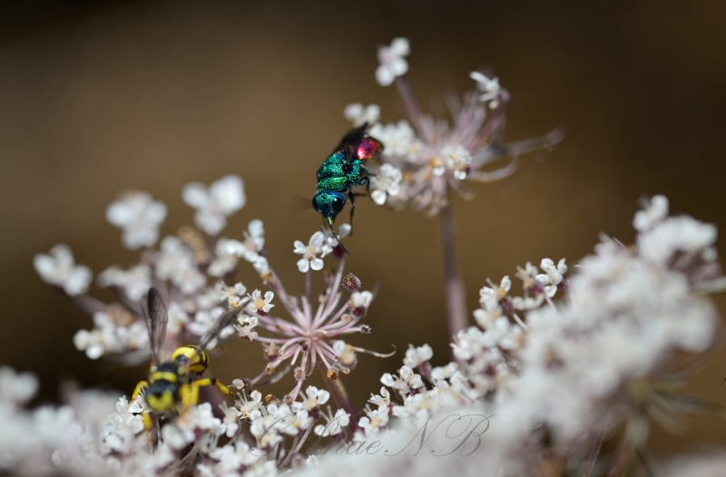 Photo Insectes