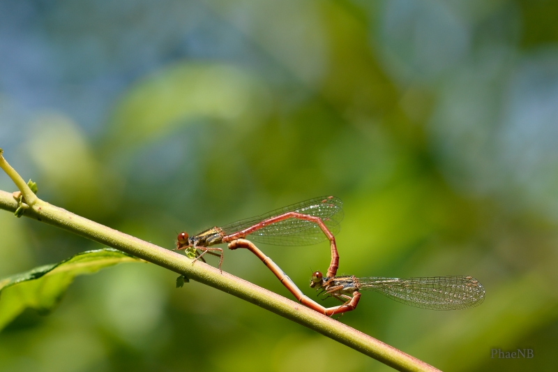 Photo Insectes