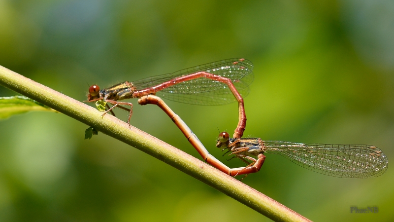 Photo Insectes