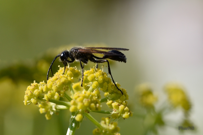 Photo Insectes