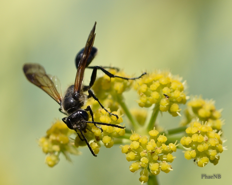 Photo Insectes