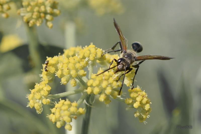 Photo Insectes