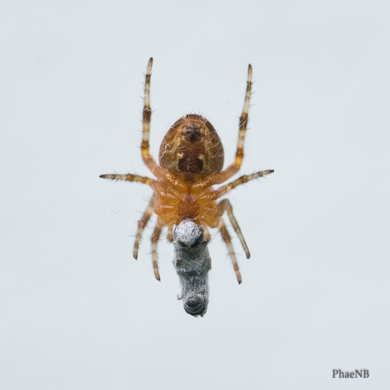 Photo Araignées