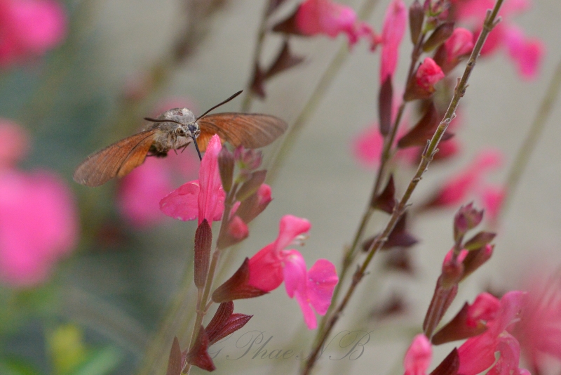 Photo Insectes