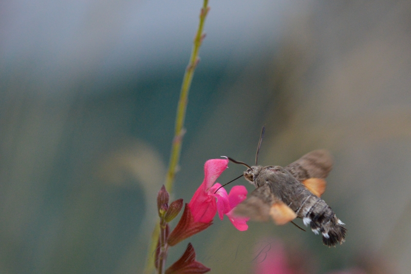 Photo Insectes