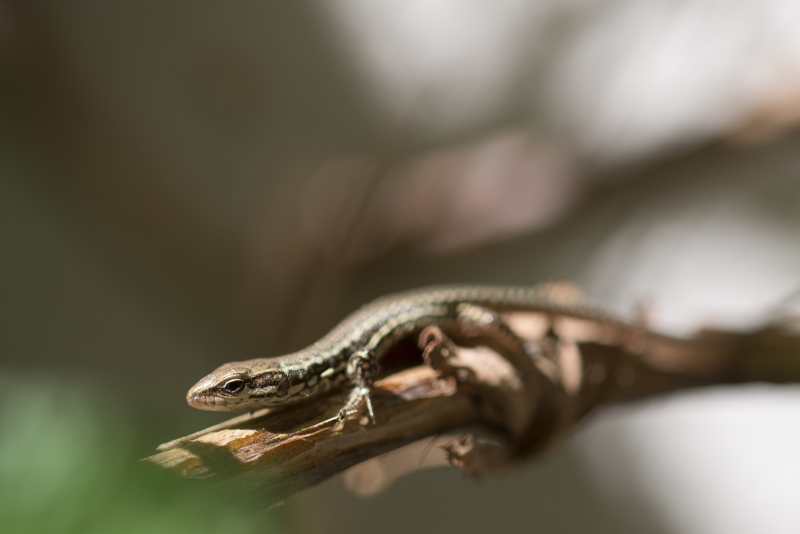 Photo Reptiles