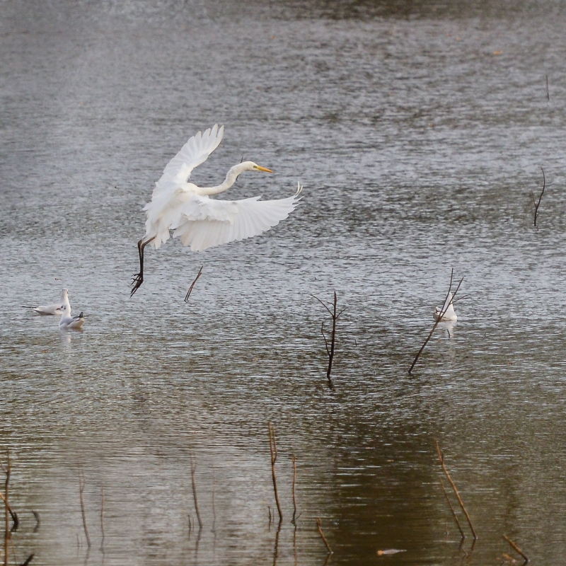 Photo Oiseaux