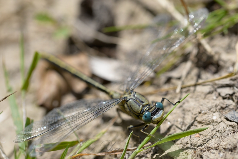 Photo Insectes