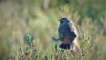  Gorgebleue à miroir (Luscinia svecica)