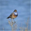  Gorgebleue à miroir (Luscinia svecica)