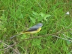  Bergeronnette des ruisseaux (Motacilla cinerea)