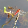 Insectes sympetrum rouge?