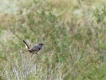  Gorgebleue à miroir (Luscinia svecica)