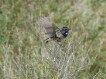  Gorgebleue à miroir (Luscinia svecica)