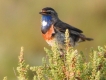  Gorgebleue à miroir (Luscinia svecica)