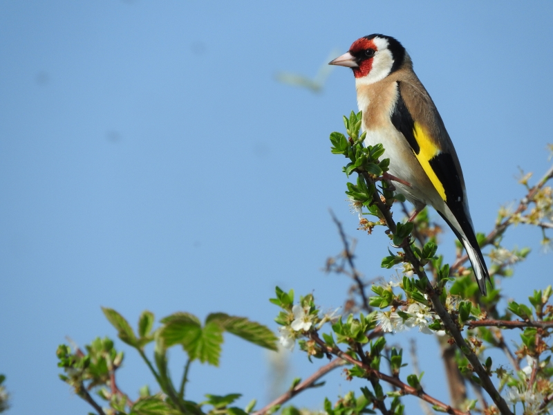 012.JPG Chardonneret élégant