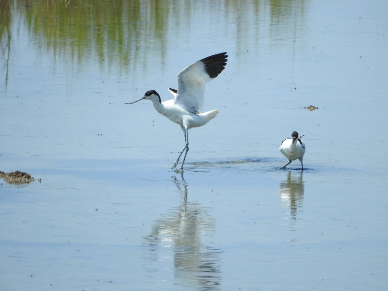 Photo Oiseaux avocette elegante