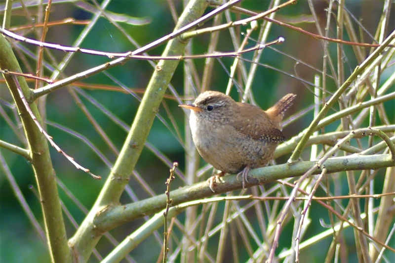 Photo Oiseaux Troglodyte mignon